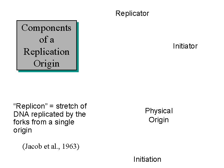 Replicator Components of a Replication Origin “Replicon” = stretch of DNA replicated by the