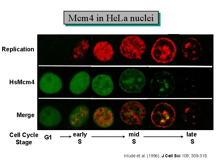 Mcm 4 in He. La nuclei Replication Hs. Mcm 4 Merge Cell Cycle G