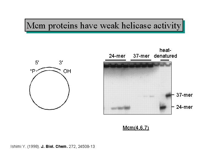 Mcm proteins have weak helicase activity 24 -mer heat 37 -mer denatured 37 -mer