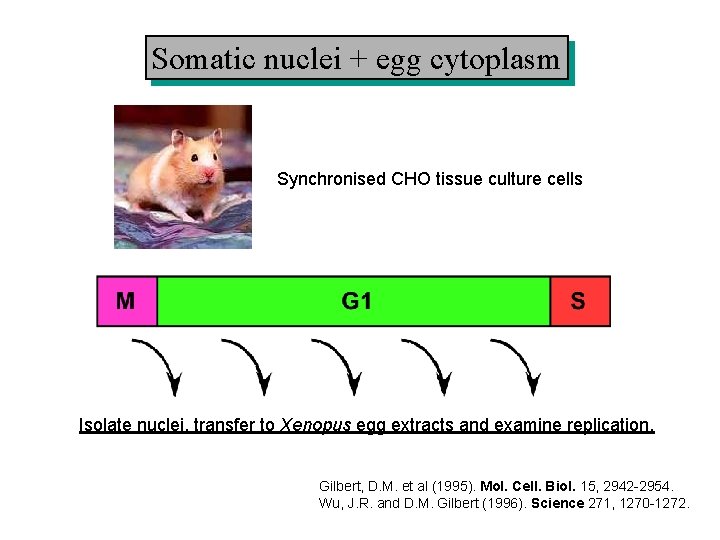 Somatic nuclei + egg cytoplasm Synchronised CHO tissue culture cells Isolate nuclei, transfer to