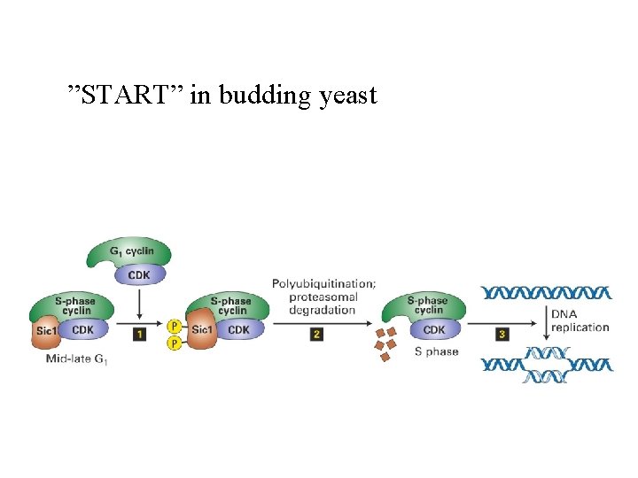 ”START” in budding yeast 