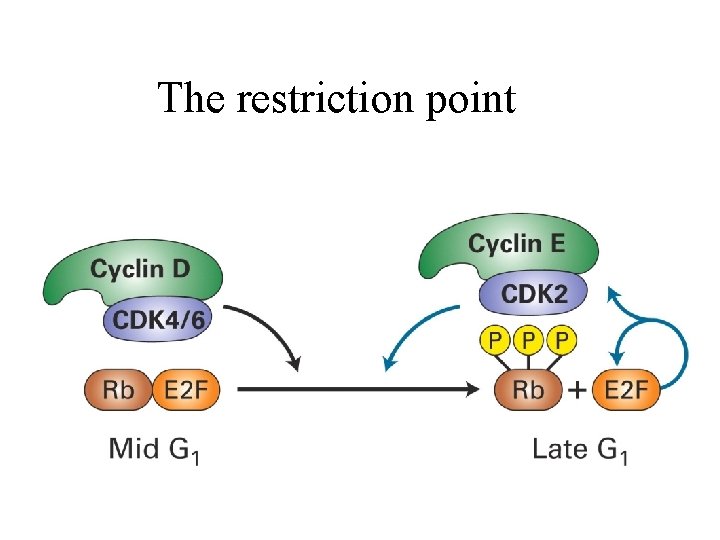 The restriction point 