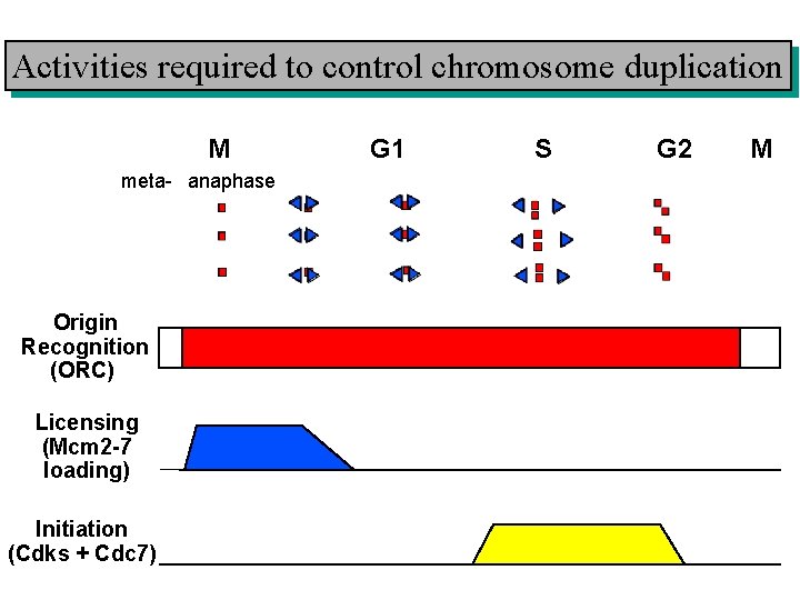 Activities required to control chromosome duplication M meta- anaphase Origin Recognition (ORC) Licensing (Mcm