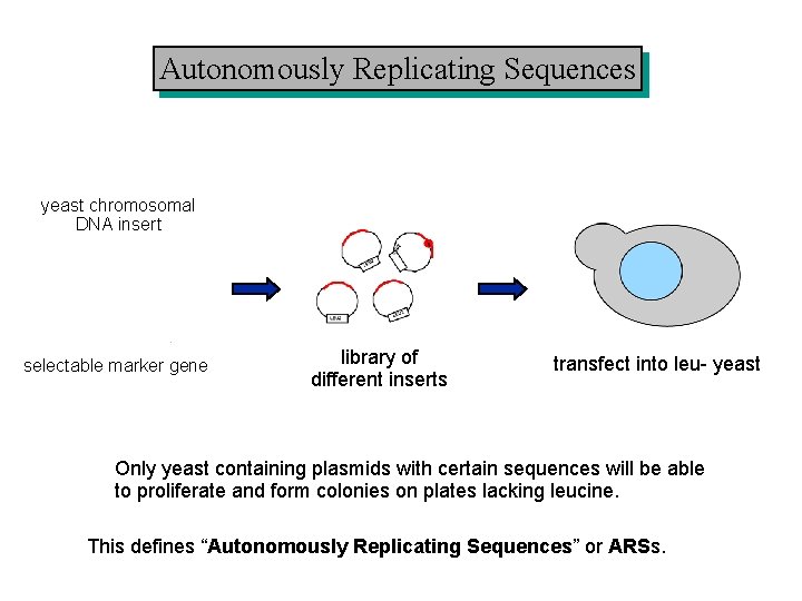 Autonomously Replicating Sequences yeast chromosomal DNA insert selectable marker gene library of different inserts