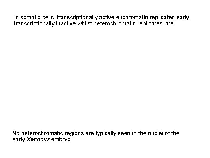 In somatic cells, transcriptionally active euchromatin replicates early, transcriptionally inactive whilst heterochromatin replicates late.