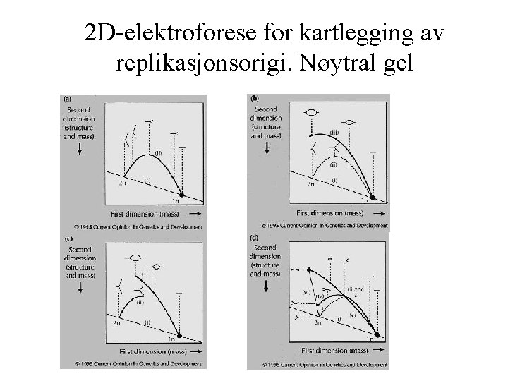 2 D-elektroforese for kartlegging av replikasjonsorigi. Nøytral gel 