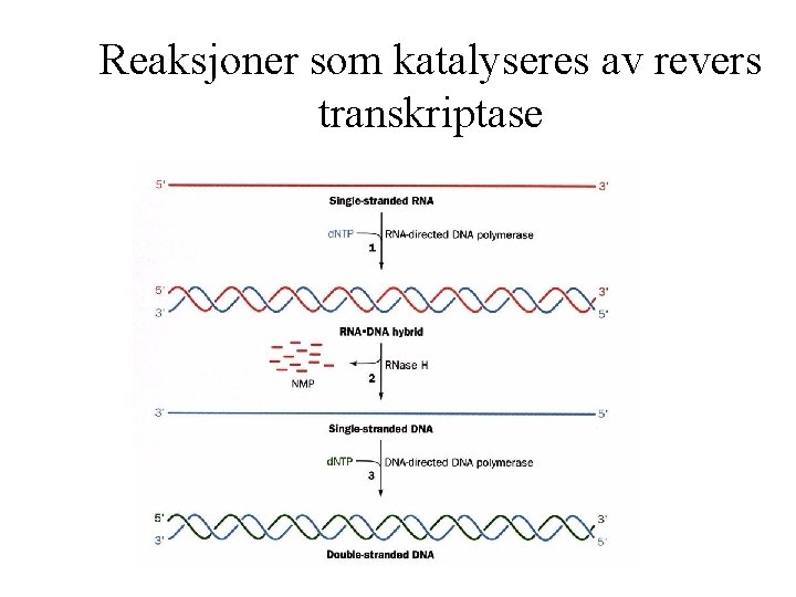 Reaksjoner som katalyseres av revers transkriptase 