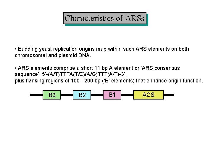 Characteristics of ARSs • Budding yeast replication origins map within such ARS elements on