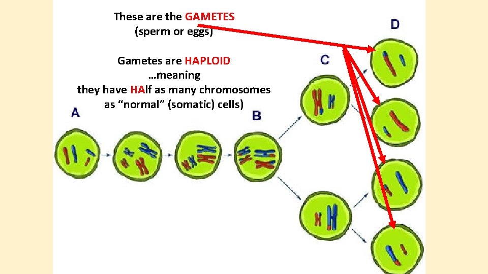 These are the GAMETES (sperm or eggs) Gametes are HAPLOID …meaning they have HAlf