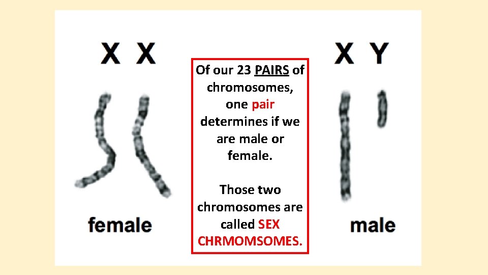Of our 23 PAIRS of chromosomes, one pair determines if we are male or
