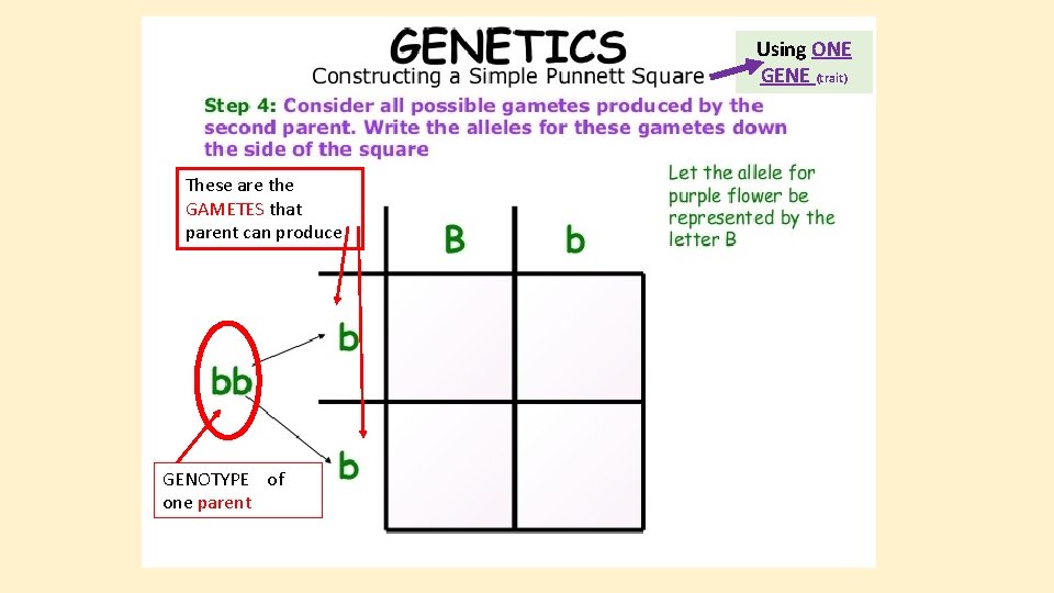 Using ONE GENE (trait) These are the GAMETES that parent can produce GENOTYPE of