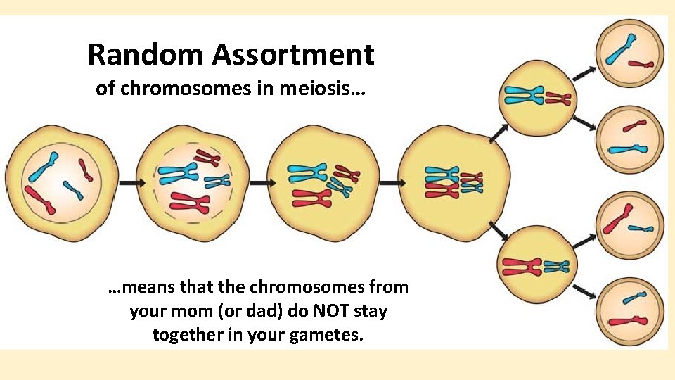 Random Assortment of chromosomes in meiosis… …means that the chromosomes from your mom (or