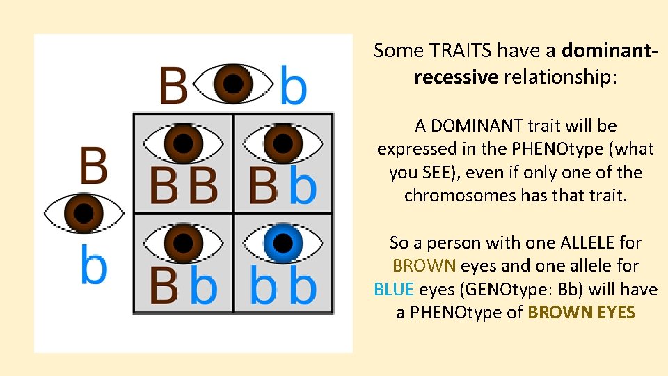 Some TRAITS have a dominantrecessive relationship: A DOMINANT trait will be expressed in the