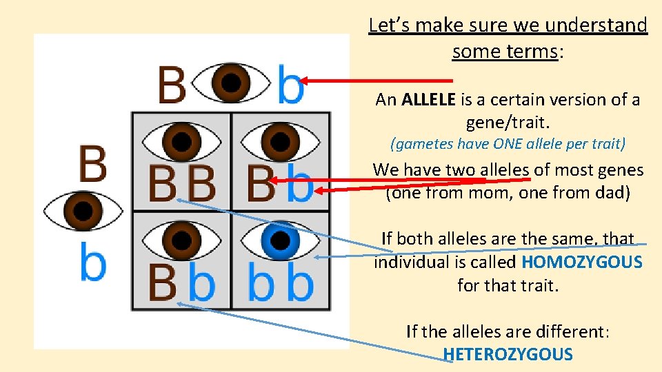 Let’s make sure we understand some terms: An ALLELE is a certain version of