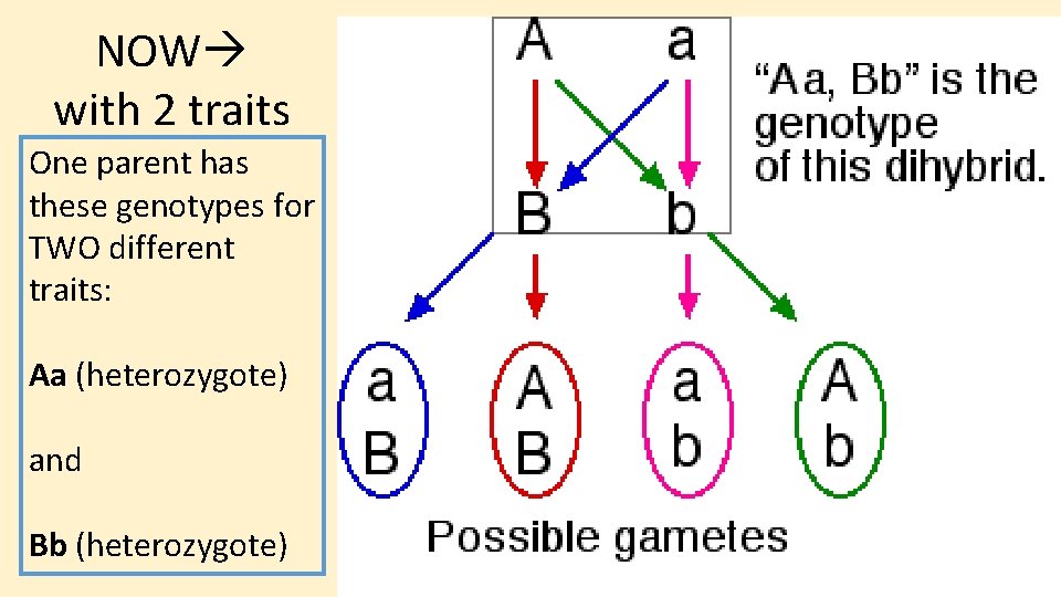 NOW with 2 traits One parent has these genotypes for TWO different traits: Aa