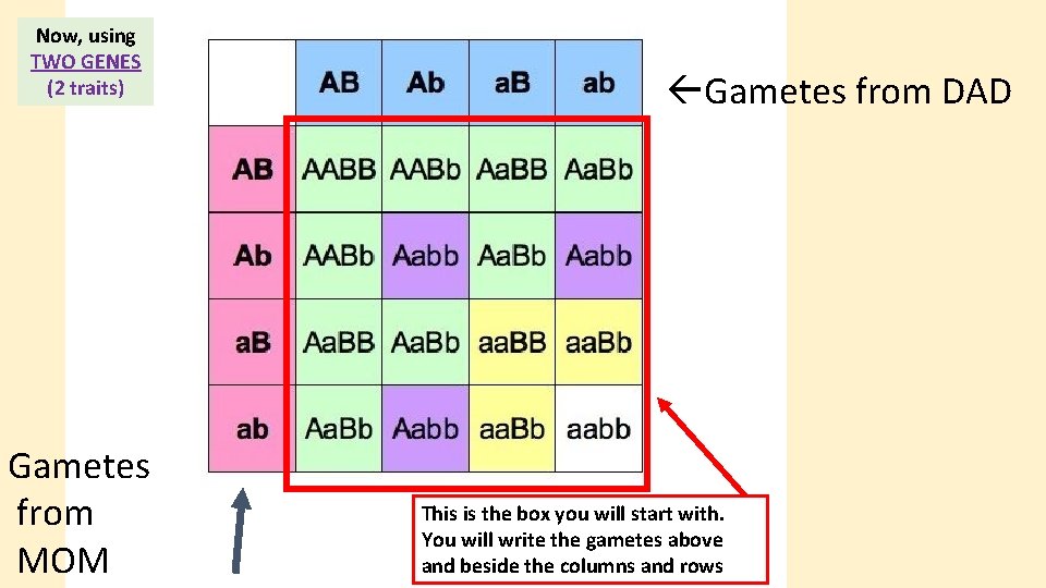 Now, using TWO GENES (2 traits) Gametes from MOM Gametes from DAD This is