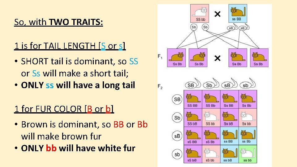 So, with TWO TRAITS: 1 is for TAIL LENGTH [S or s] • SHORT