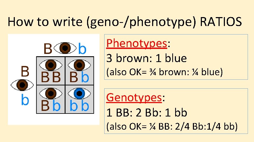 How to write (geno-/phenotype) RATIOS Phenotypes: 3 brown: 1 blue (also OK= ¾ brown: