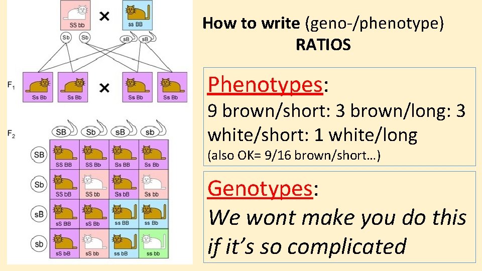 How to write (geno-/phenotype) RATIOS Phenotypes: 9 brown/short: 3 brown/long: 3 white/short: 1 white/long