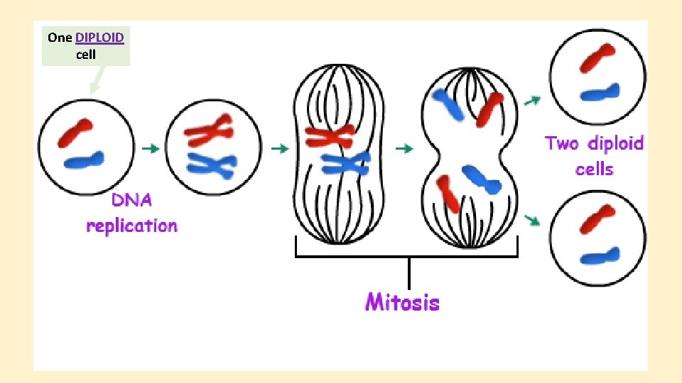 One DIPLOID cell 