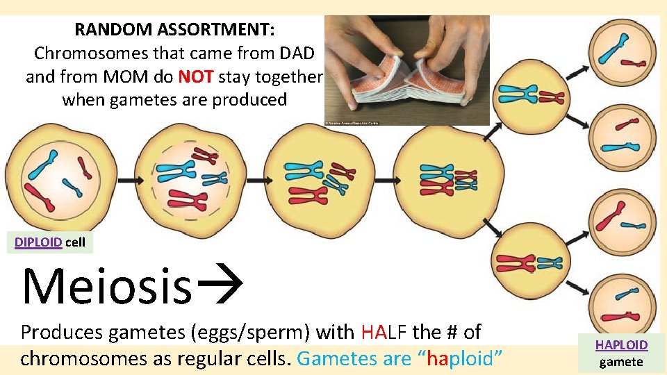 RANDOM ASSORTMENT: Chromosomes that came from DAD and from MOM do NOT stay together