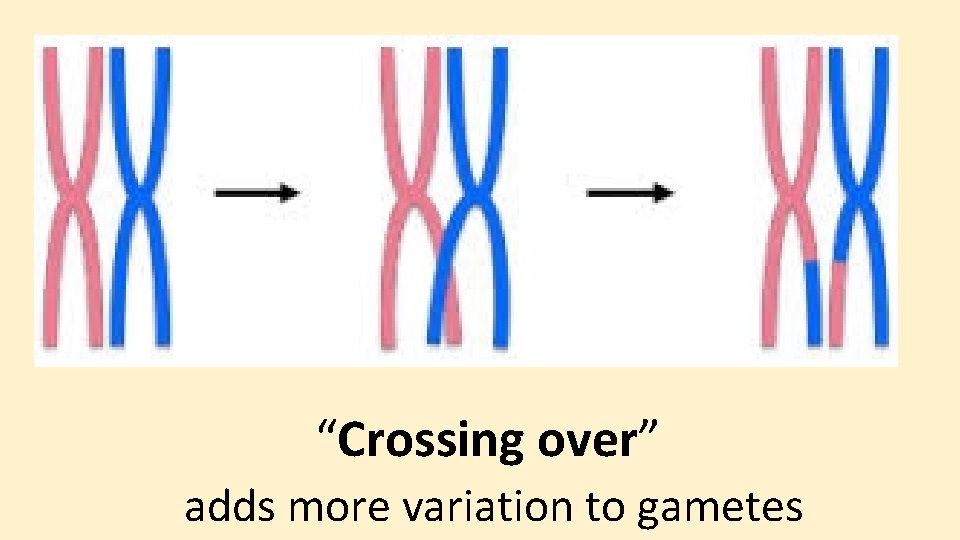 “Crossing over” adds more variation to gametes 