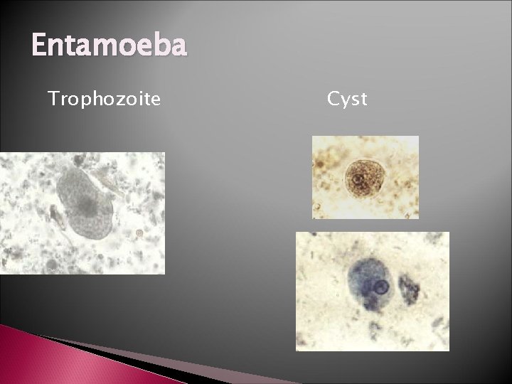 Entamoeba Trophozoite Cyst 