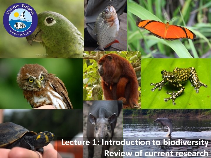 Lecture 1: Introduction to biodiversity Review of current research 1 