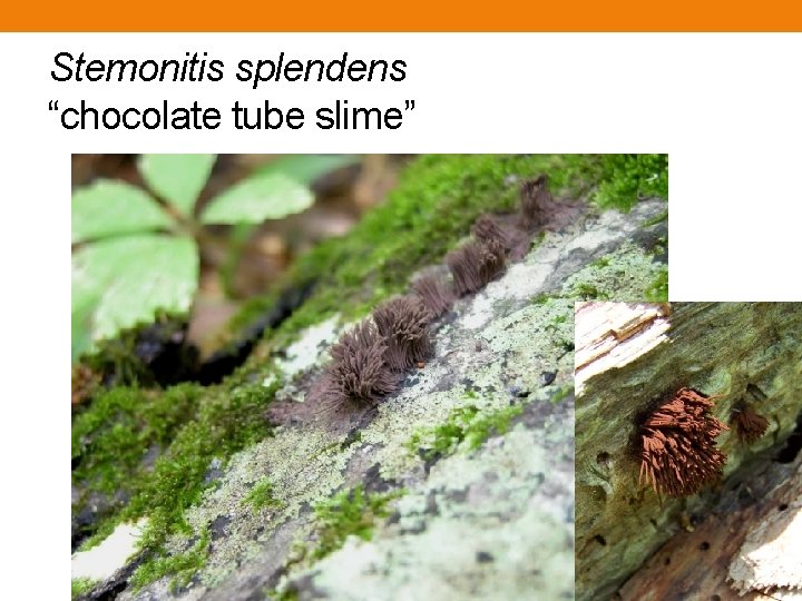 Stemonitis splendens “chocolate tube slime” Stemonitis splendens “chocolate tube slime”
