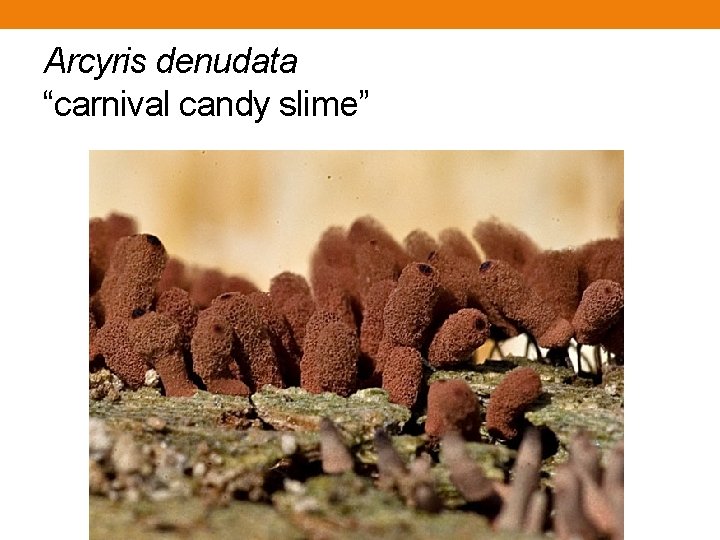 Arcyris denudata “carnival candy slime” Arcyris denudata “carnival candy slime”