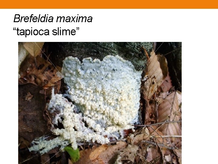 Brefeldia maxima “tapioca slime” Brefeldia maxima “tapioca slime”