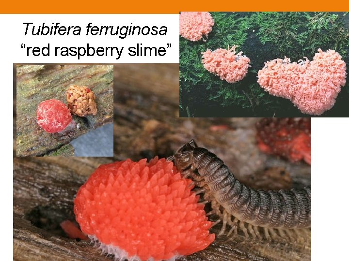 Tubifera ferruginosa “red raspberry slime” Tubifera ferruginosa “red raspberry slime”