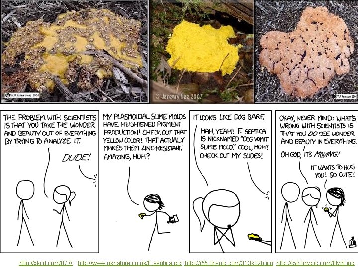 http: //xkcd. com/877/ , http: //www. uknature. co. uk/F. septica. jpg, http: //i 55. http: //xkcd. com/877/ , http: //www. uknature. co. uk/F. septica. jpg, http: //i 55.