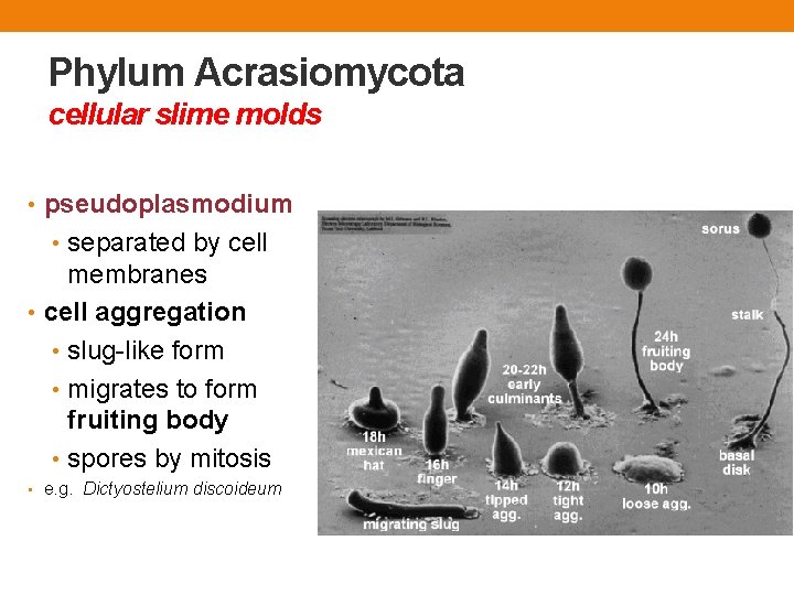 Phylum Acrasiomycota cellular slime molds • pseudoplasmodium • separated by cell membranes • cell Phylum Acrasiomycota cellular slime molds • pseudoplasmodium • separated by cell membranes • cell