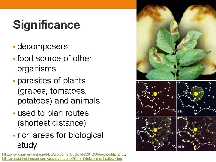 Significance • decomposers • food source of other organisms • parasites of plants (grapes, Significance • decomposers • food source of other organisms • parasites of plants (grapes,