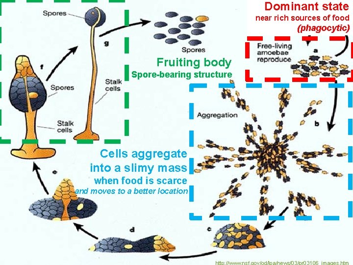 Dominant state near rich sources of food (phagocytic) Fruiting body Spore-bearing structure Cells aggregate Dominant state near rich sources of food (phagocytic) Fruiting body Spore-bearing structure Cells aggregate