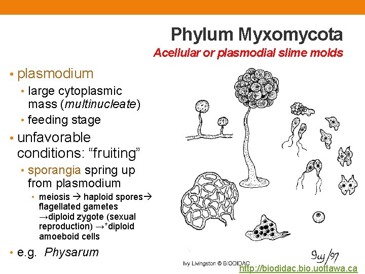 Phylum Myxomycota Acellular or plasmodial slime molds • plasmodium • large cytoplasmic mass (multinucleate) Phylum Myxomycota Acellular or plasmodial slime molds • plasmodium • large cytoplasmic mass (multinucleate)