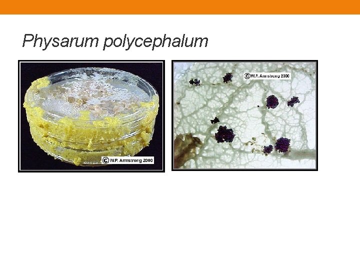 Physarum polycephalum Physarum polycephalum