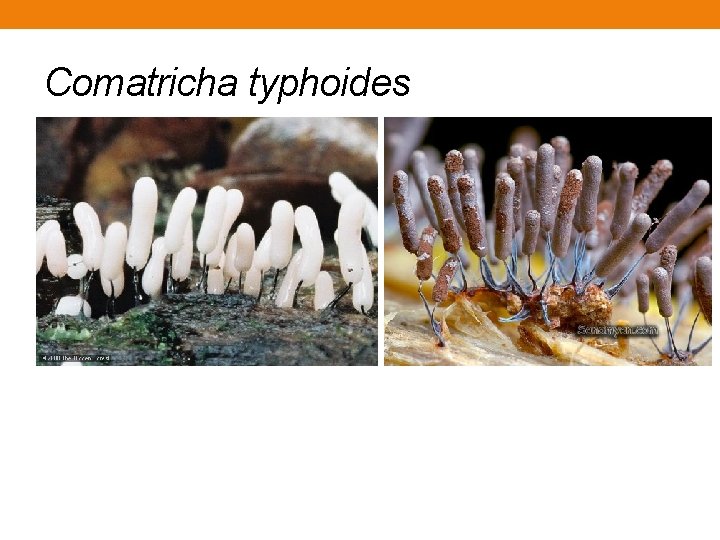 Comatricha typhoides Comatricha typhoides