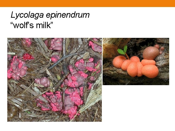 Lycolaga epinendrum “wolf’s milk” Lycolaga epinendrum “wolf’s milk”