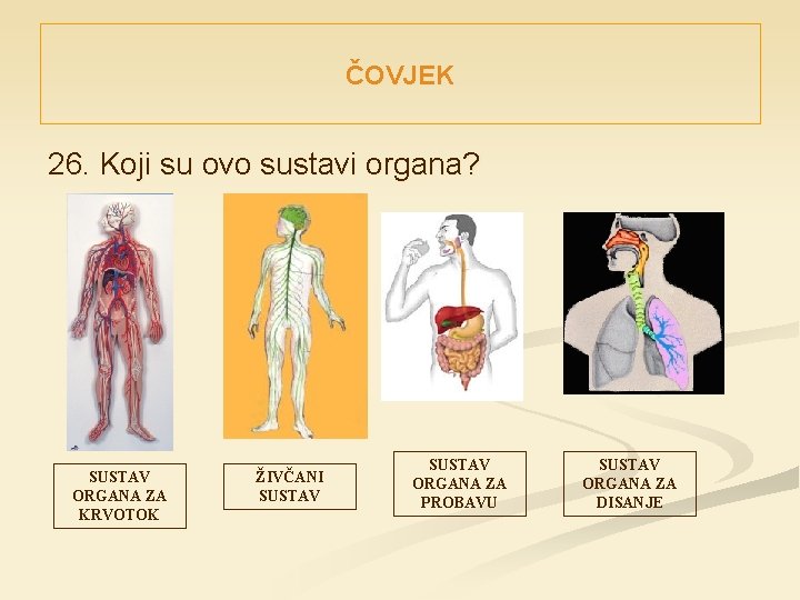 ČOVJEK 26. Koji su ovo sustavi organa? SUSTAV ORGANA ZA KRVOTOK ŽIVČANI SUSTAV ORGANA