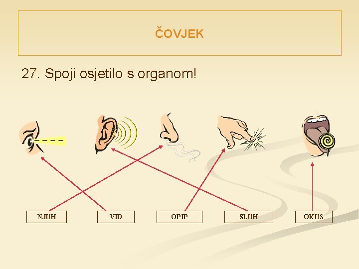 ČOVJEK 27. Spoji osjetilo s organom! NJUH VID OPIP SLUH OKUS 