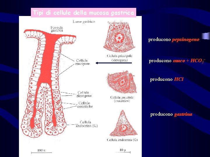 Tipi di cellule della mucosa gastrica producono pepsinogeno producono muco + HCO 3– producono