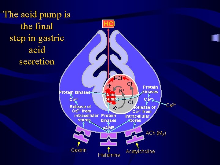 The acid pump is the final step in gastric acid secretion HCI HCl H+