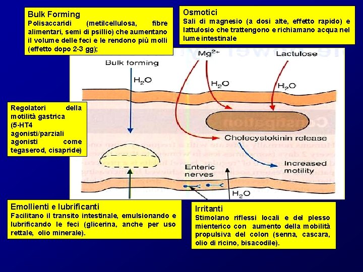 Bulk Forming Polisaccaridi (metilcellulosa, fibre alimentari, semi di psillio) che aumentano il volume delle