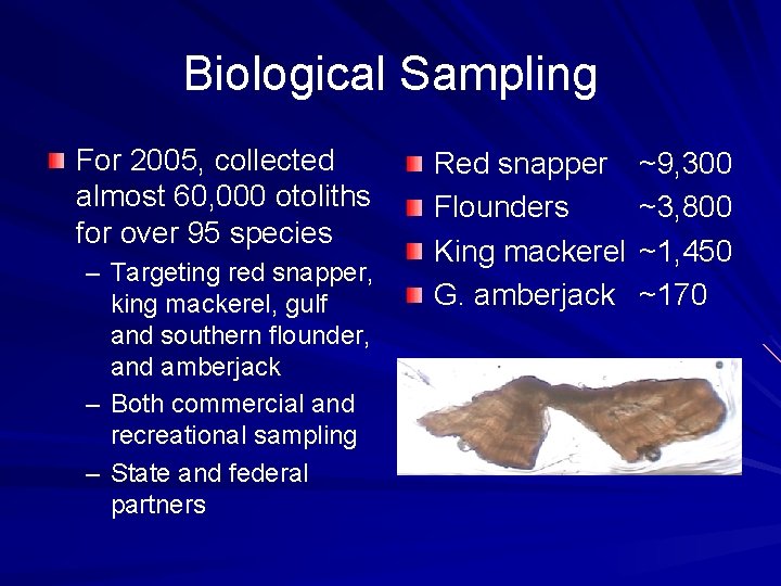 Biological Sampling For 2005, collected almost 60, 000 otoliths for over 95 species –