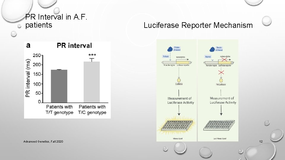 PR Interval in A. F. patients Advanced Genetics, Fall 2020 Luciferase Reporter Mechanism 12