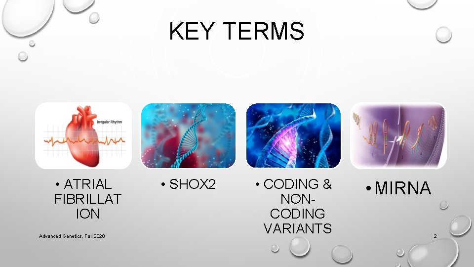 KEY TERMS • ATRIAL FIBRILLAT ION Advanced Genetics, Fall 2020 • SHOX 2 •