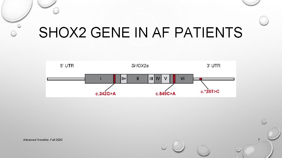 SHOX 2 GENE IN AF PATIENTS Advanced Genetics, Fall 2020 7 