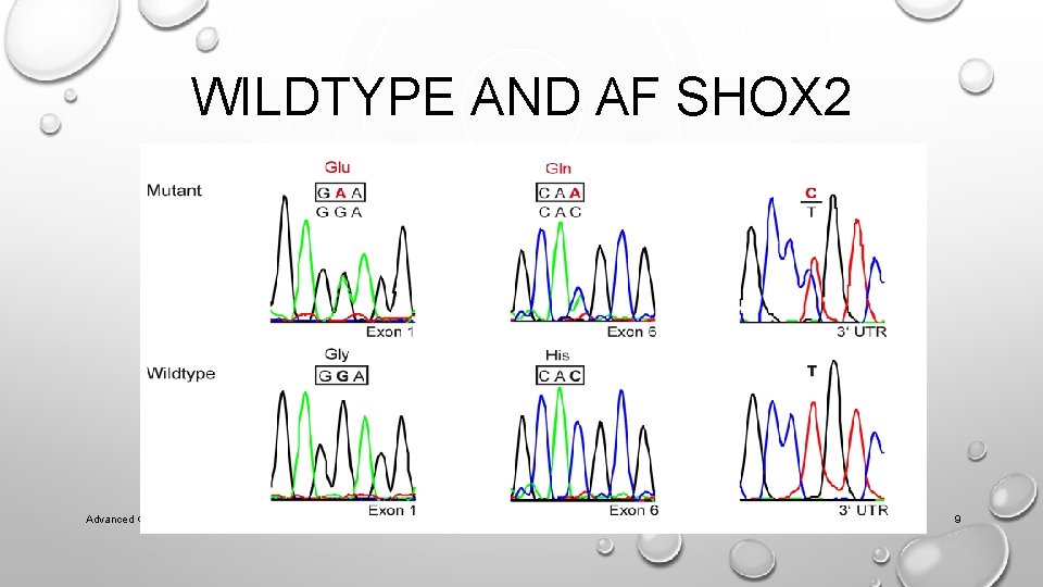 WILDTYPE AND AF SHOX 2 Advanced Genetics, Fall 2020 9 